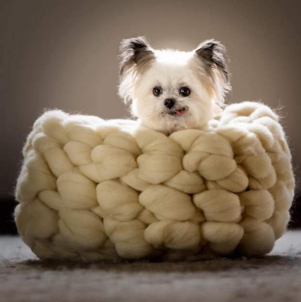 Этот крошечный терапевтический пёсик Норберт имеет огромную армию поклонников в Instagram