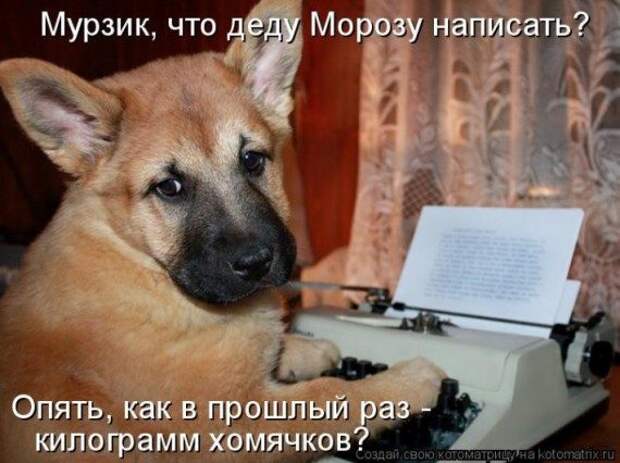 Котоматрицы на Новый год