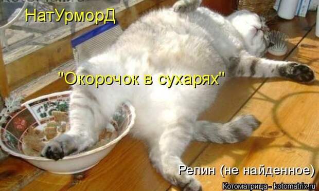 Лучшие котоматрицы недели