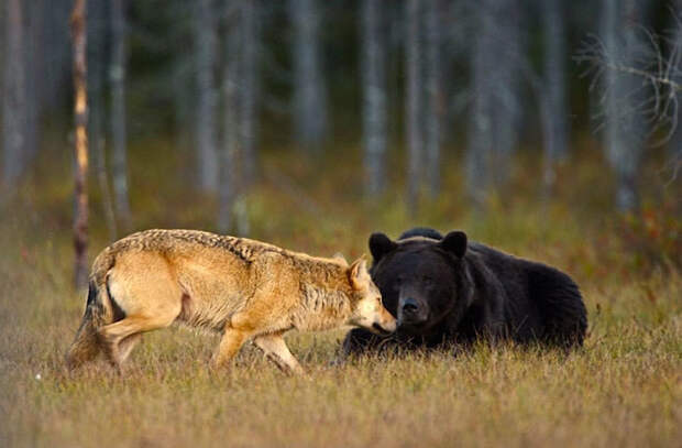 Я встретил этих двоих и понял, что это будет идеальная история волк, дружба, животные, медведь., природа