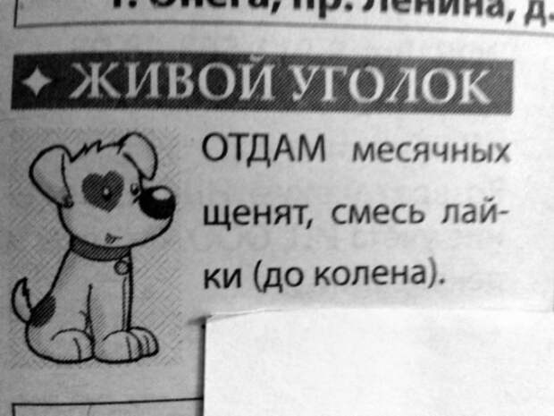 Новые породы собак на Novate.ru. | Фото: Fishki.net. Новые породы собак на Novate.ru. | Фото: Fishki.net.