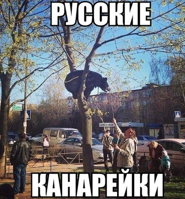 Подборка прикольных фото русских канареек (50 фото) - Смешные фото ...