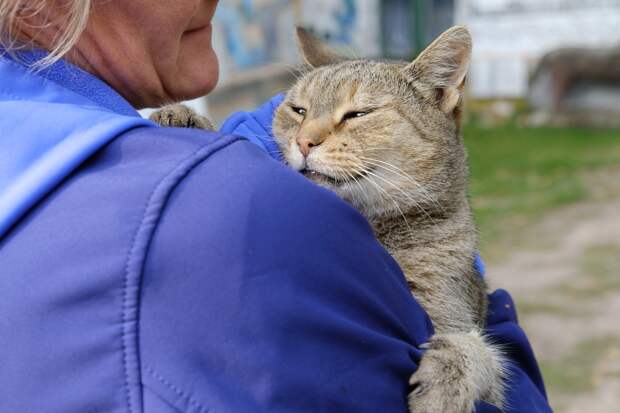 В российском городе балкон дома рухнул вместе с котом