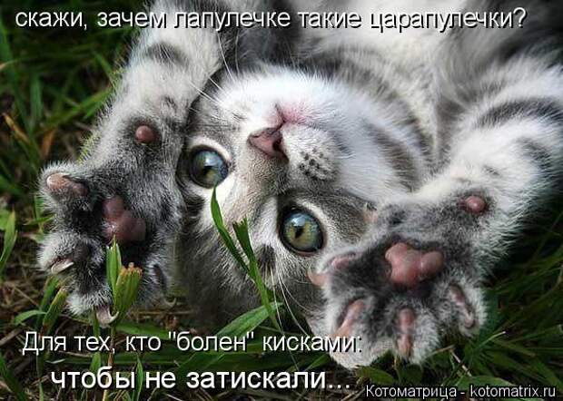 Котоматрица: скажи, зачем лапулечке такие царапулечки?  Для тех, кто "болен" кисками:  чтобы не затискали...