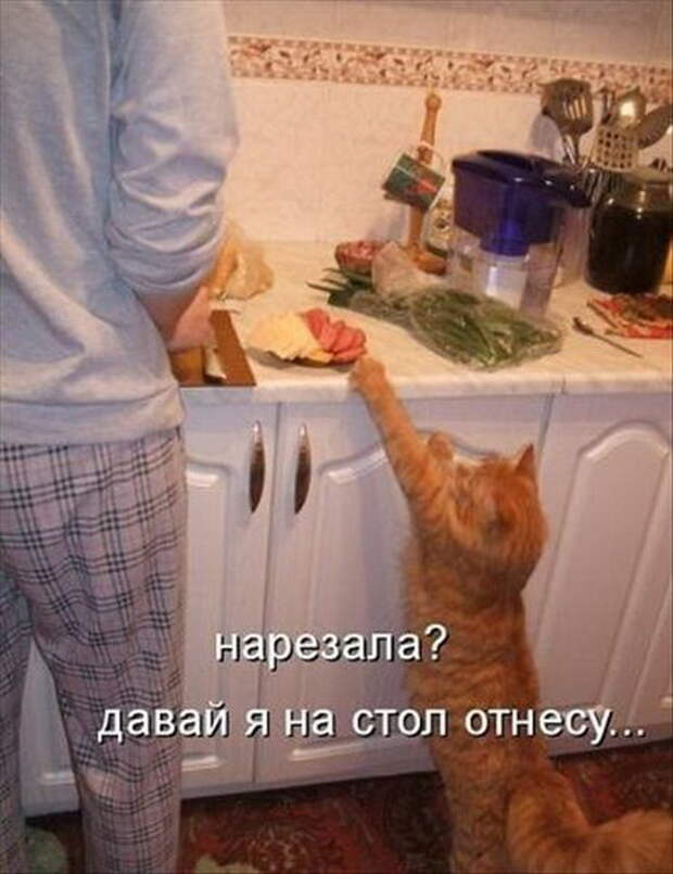 смешные картинки с едой и котами) (3)