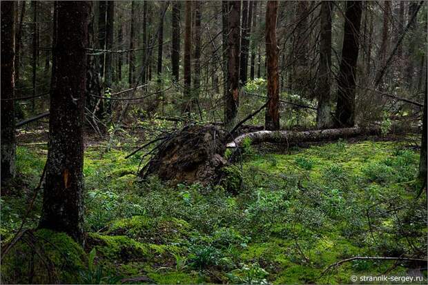лес вываленное с корнем дерево
