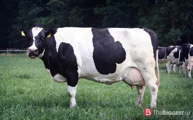Самые большие коровы в мире