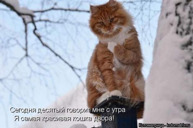 Лучшая котоматрица недели