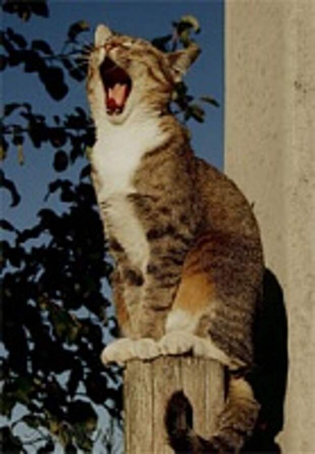 Кошки и Котята 170