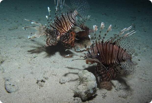Индийская крылатка или крылатка-воин (лат. Pterois miles)