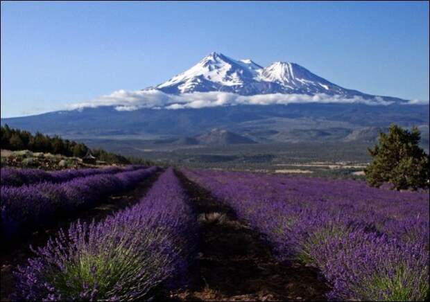 Лавандовые поля под голубым небом Франции. Лавандовые поля под голубым небом Франции.