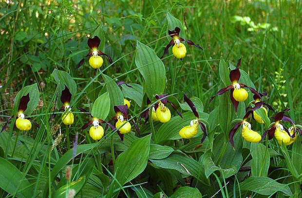 Венерин башмачок настоящий (Cypripedium calceolus) Венерин башмачок настоящий (Cypripedium calceolus), картинка растения изображение