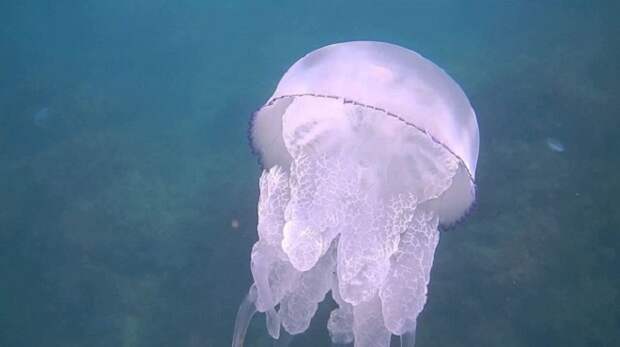 Белая медуза