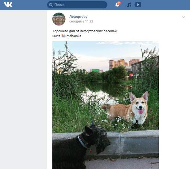 Фото дня: местный житель сфотографировал занятных лефортовских собак