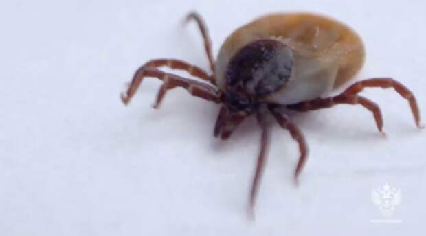 Роспотребнадзор: 1,6 млн россиян сделали прививки от клещевого энцефалита