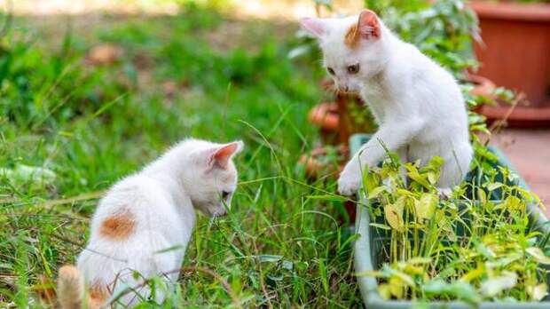 Как прогнать соседских котов-хулиганов с вашего участка, не прибегая к крайним мерам