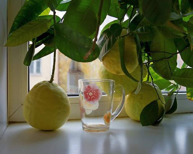 Лимонное дерево на подоконнике. Фото: из открытых Интернет-источников