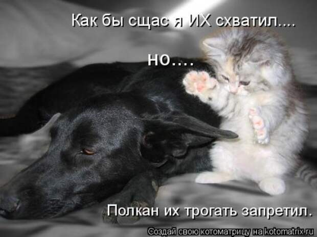 Лучшая котоматрица недели (32 фото)