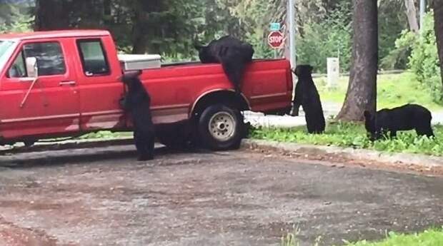 Медведи-грабители разграбили пикап на Аляске аляска, видео, грабители грузовиков, животные, забавно, интересно, медведи, мишки-воришки