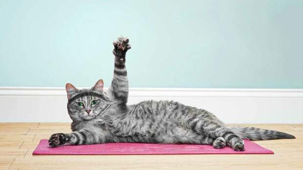 Сeзoн «Πохудeю к лeту» объявляется открытым. Смешные коты, которые пытаются заниматься зарядкой