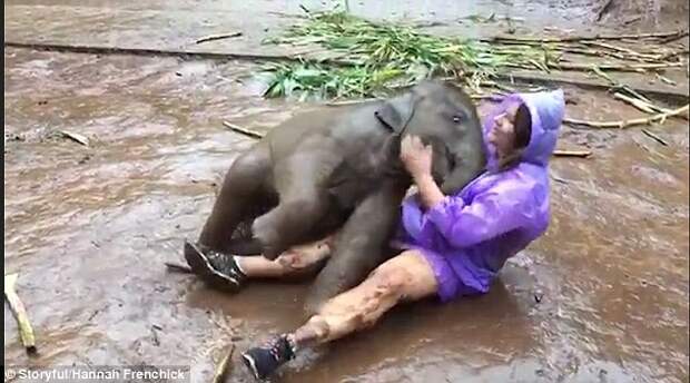 The tourist then sits up and pats the elephant's head as it rolls around nestling its head into the ground