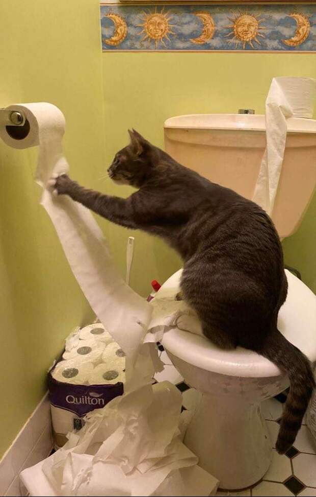 кошка с туалетной бумагой