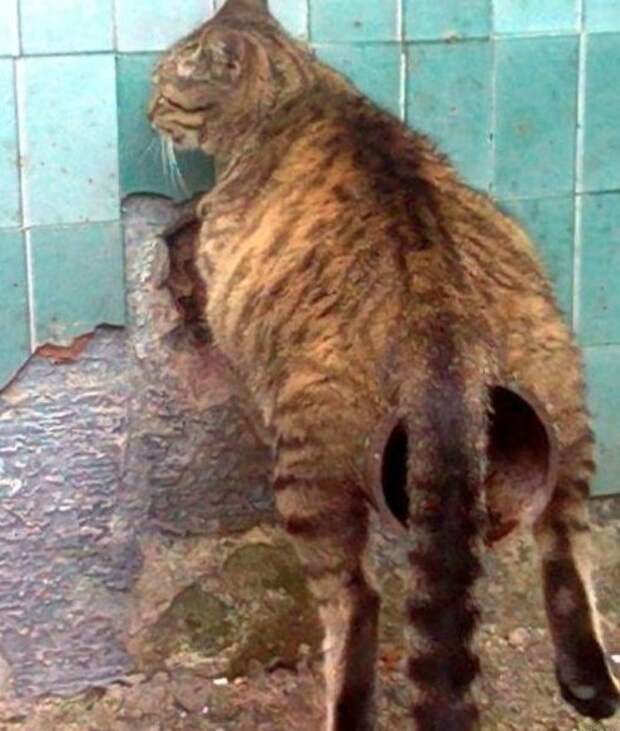 Прикольные котики коты, прикол, фото