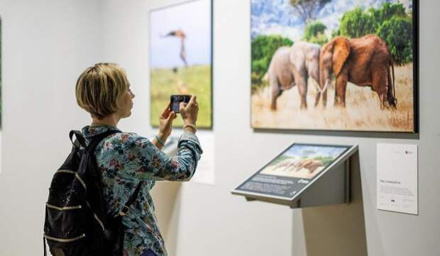 Участники «Активного гражданина» выберут талисман фестиваля «Золотая черепаха»