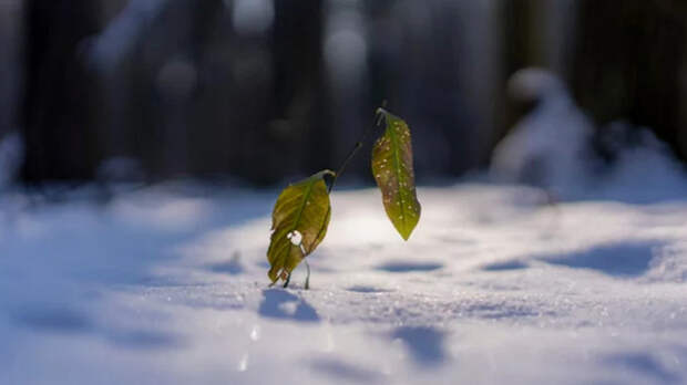 До -6, местами снег. О погоде в Алтайском крае 2 марта