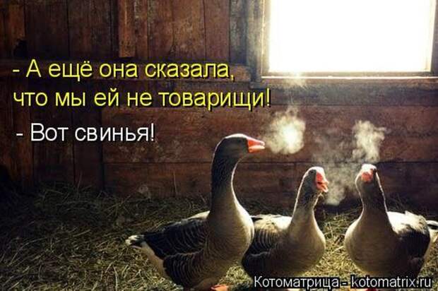 Лучшие котоматрицы недели