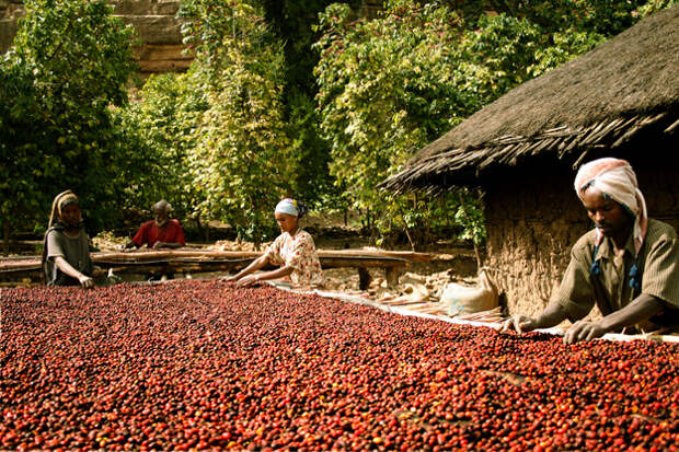 natural_coffee_jimma_zone.jpg