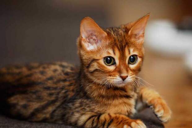 Бенгальские кошки - маленькие леопарды Бенгальские кошки - маленькие леопарды
