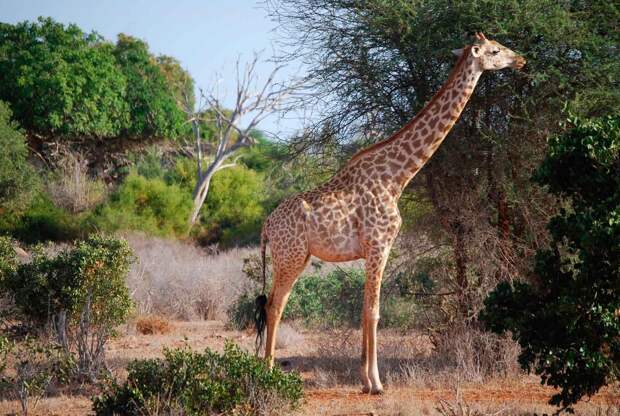 Жираф - самое высокое животное на планете