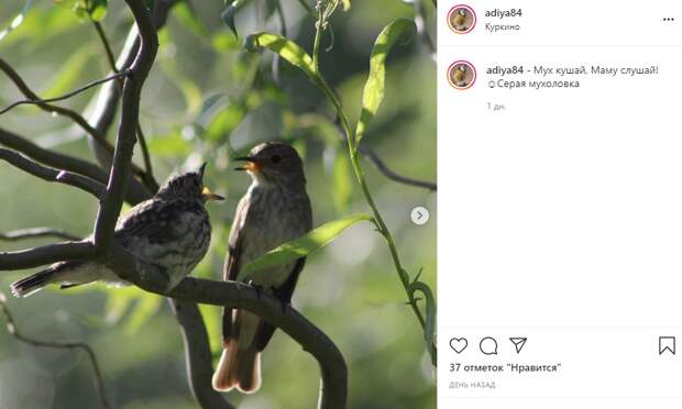 Фото дня: птичьи беседы