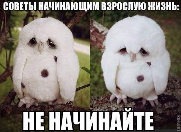 Картинки с забавными подписями