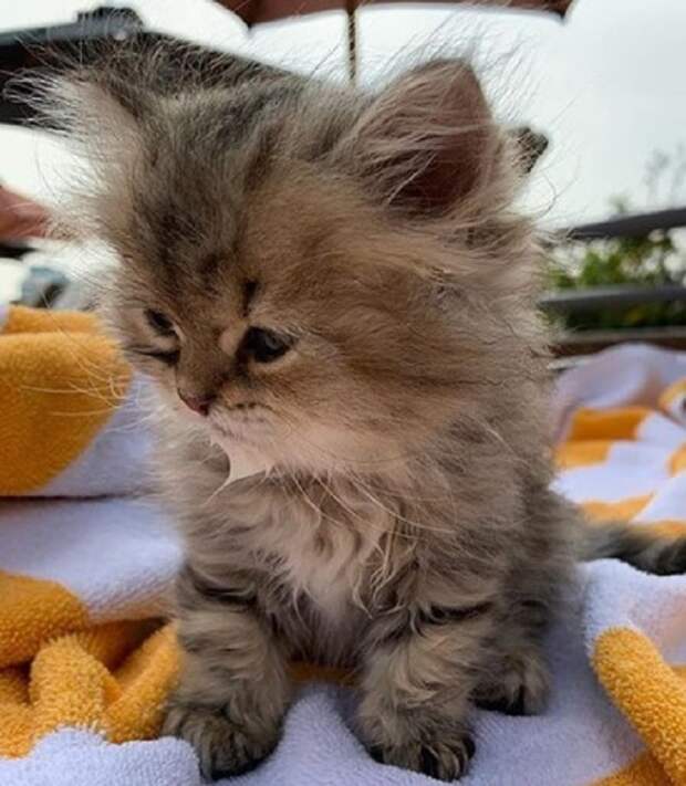 Котенок сидит