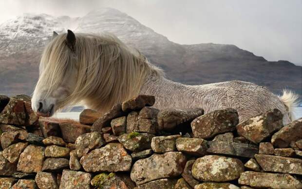 Клайд — лошадь, живущая в гористой местности Шотландии. / Фото: fotoshkola.net