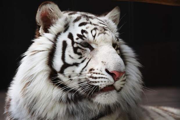 Белый тигр (24 фото)