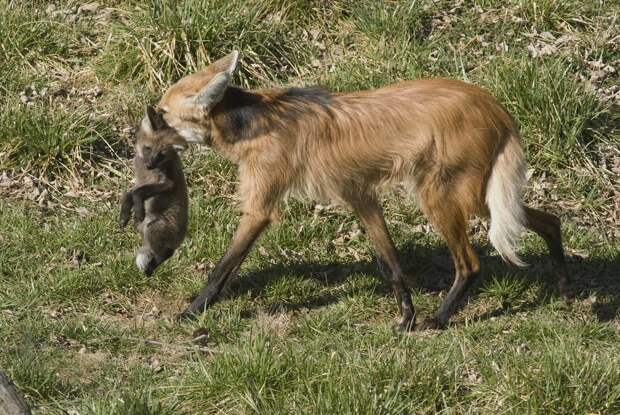 Maned wolf pups | Photo: Lisa H. Ware/Smithsonian Conservati… | Flickr