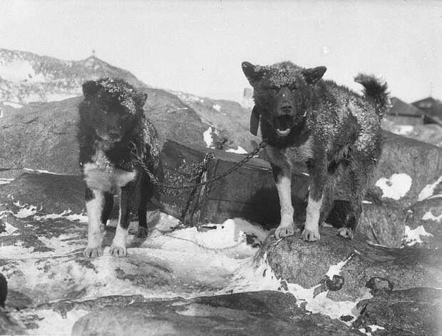 Первая Австралийская антарктическая экспедиция в фотографиях Фрэнка Хёрли 1911-1914 53