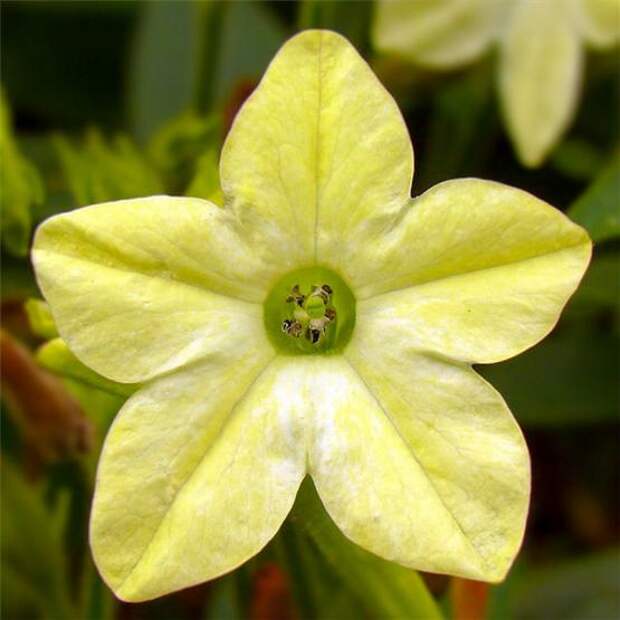 Табак душистый (Yellow Nicotiana suaveolens)