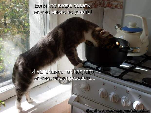Котоматрица: Если нос везде совать,  можно много чо узнать! И увлекшись так надолго,   можно тапок прозевать...