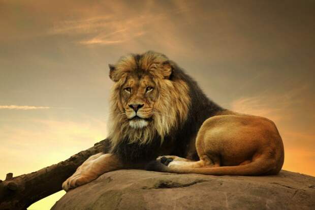 Кто сильнее, лев или тигр? 