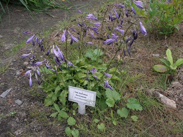 Hosta malaja