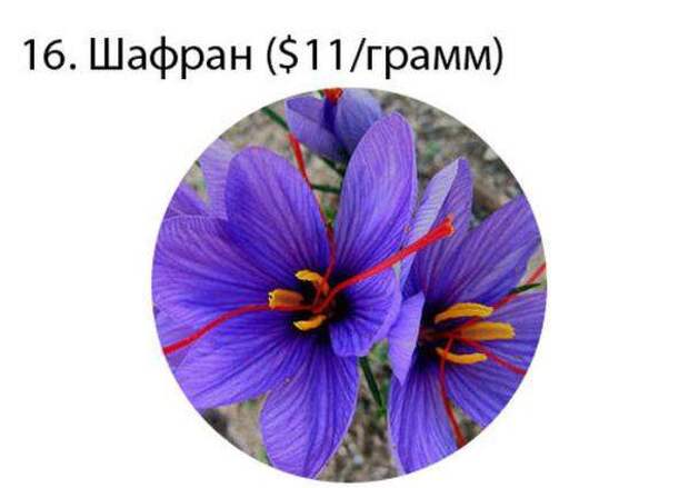 Самые дорогостоящие вещества в мире (16 картинок)