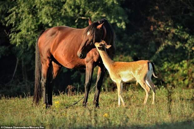 Каждое утро этот молодой олень приходит на пастбище к лошади, которую считает своей мамой животные, история, факты