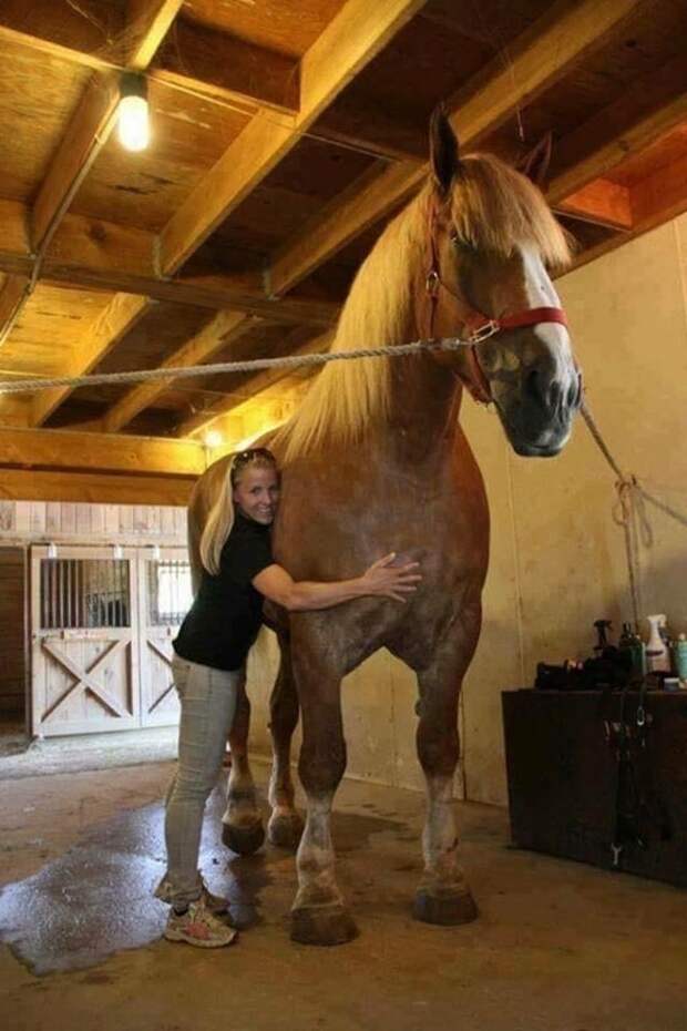 Более 2 метров и 1100 килограммов. Встречайте, самую большую лошадь в мире!