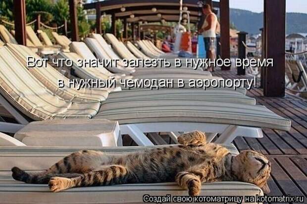 Лучшие котоматрицы недели (50 фото)