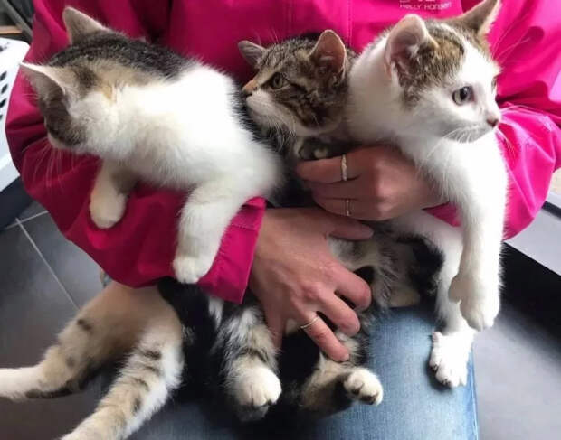 Без кота и жизнь не та
