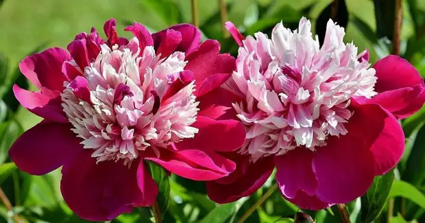 ��� �������� �� ����������: 9 ��������, ��������� ����